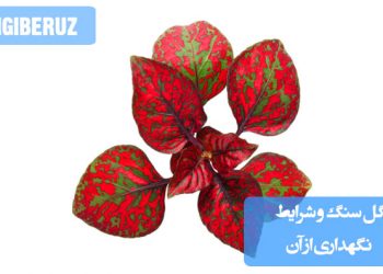 گل سنگ با برگهای خالدار صورتی و سبز در گلدان، مناسب نگهداری در خانه با نور غیرمستقیم و آبیاری منظم