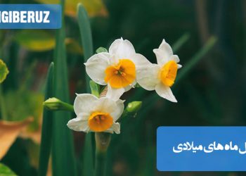 گل‌های نمادین هر ماه میلادی و معنی ویژه آن‌ها برای انتخاب هدیه‌ای خاص و به‌یادماندنی