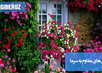 معرفی گل‌های مقاوم به سرما و یخبندان مناسب فضای باز و باغچه در فصل زمستان