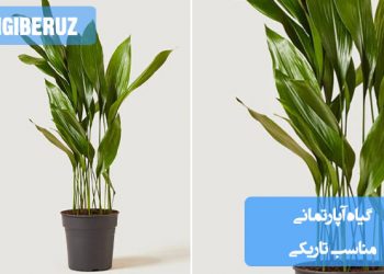 معرفی گیاهان آپارتمانی مقاوم به نور کم و مناسب فضاهای تاریک با نیاز نوری پایین و نگهداری آسان در منزل یا محل کار