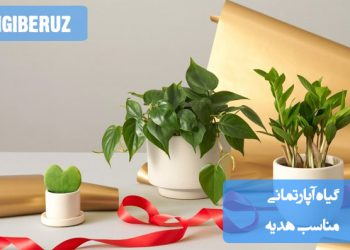 بهترین گیاهان آپارتمانی مناسب هدیه برای ایجاد فضای سبز و شادابی در هر خانه