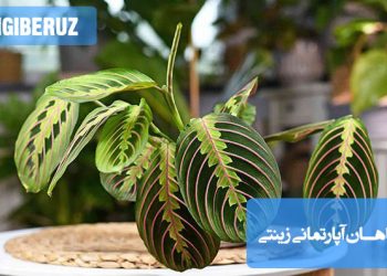 "گیاهان آپارتمانی زینتی شامل پتوس، برگ انجیری و سانسوریا در دکوراسیون مدرن منزل - نکات نگهداری و پرورش"