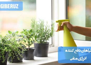 "معرفی گیاهانی که با پاکسازی هوا و انرژی مثبت، محیط را از انرژی منفی دور می‌کنند."