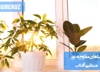 "معرفی گیاهان مقاوم به نور مستقیم آفتاب با قابلیت تحمل شرایط سخت و رشد خوب در فضای باز"