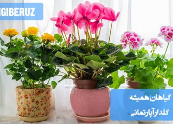 "معرفی گیاهان همیشه گلدار مناسب نگهداری در آپارتمان برای زیبایی و طراوت خانه."