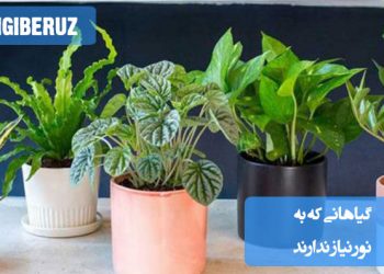 معرفی گیاهان مقاوم به کم‌نور مناسب فضای داخلی که بدون نور مستقیم هم به خوبی رشد می‌کنند