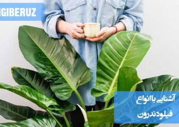 "آشنایی با انواع گیاه فیلودندرون شامل گونههای محبوب با برگهای زیبا و شرایط نگهداری آسان."