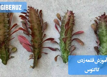 راهنمای جامع برای قلمه زدن کاکتوس و روش‌های صحیح نگهداری از قلمه‌ها برای رشد بهتر.