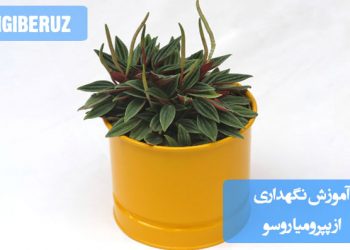 پپرومیا روسو گیاهی با برگ‌های سبز و قرمز رنگ است که به نور غیرمستقیم، آبیاری متعادل و رطوبت متوسط نیاز دارد. نگهداری صحیح از این گیاه شامل مراقبت از دما و خاک مناسب است