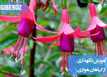 آموزش نگهداری از گیاهان هوایی: روشهای مراقبت و آبیاری مناسب