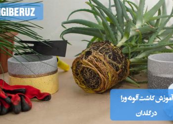 آموزش کاشت آلوئه ورا در گلدان؛ مراحل کاشت، مراقبت و نکات مهم برای رشد سالم و شاداب گیاه آپارتمانی
