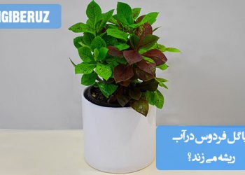 قلمه‌ای از گل فردوس درون لیوانی از آب شفاف، آماده برای ریشه‌زایی، با برگ‌های سبز روشن و محیط نورگیر طبیعی