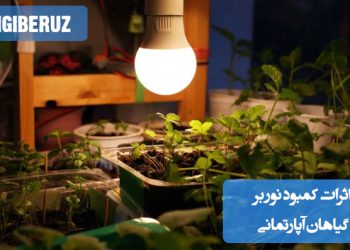 کمبود نور در گیاهان آپارتمانی می‌تواند باعث رشد ضعیف، زرد شدن برگ‌ها و کاهش فتوسنتز شود. گیاهان ممکن است به سمت منبع نور خم شوند و توانایی تولید انرژی کاهش یابد.