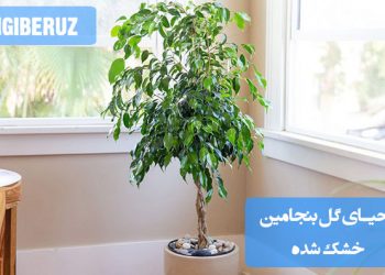 "روشهای احیای گل بنجامین خشک شده با آبیاری مناسب، هرس و مراقبتهای ویژه برای بازگرداندن شادابی."