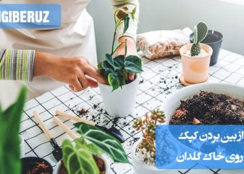 تصویری از خاک گلدان با کپک سفید سطحی و نمایش مراحل یا روشهای طبیعی از بین بردن قارچ و کپک با استفاده از دارچین یا تهویه مناسب