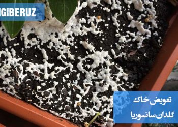"از بین بردن کپک روی خاک گلدان: استفاده از پودر گوگرد، کاهش آبیاری و بهبود تهویه خاک"