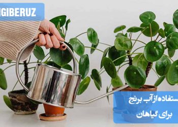 "مزایای استفاده از آب برنج برای گیاهان شامل تقویت رشد، افزایش شادابی و تامین مواد مغذی طبیعی."