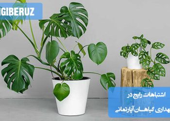 تصویری از چند گیاه آپارتمانی با علائم آسیبدیدگی مانند برگهای زرد، پژمرده یا پوسیده، مناسب برای معرفی رایجترین اشتباهات در آبیاری، نور و کوددهی گیاهان خانگی