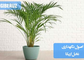 اصول نگهداری نخل اریکا شامل نیاز به نور غیرمستقیم، آبیاری منظم، رطوبت بالا و خاک با زهکشی خوب برای رشد سالم و جلوگیری از مشکلات برگها و ریشهها در محیط داخلی