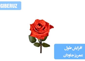 نمایی از گل رز جاودان با تکنیکهای نگهداری صحیح برای افزایش ماندگاری و حفظ زیبایی آن در دکوراسیون داخلی به مدت طولانی