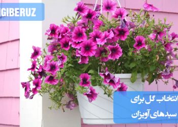 "انتخاب گل‌های مناسب برای سبدهای آویزان با گل‌های رنگارنگ و مقاوم در برابر باد و نور کم."