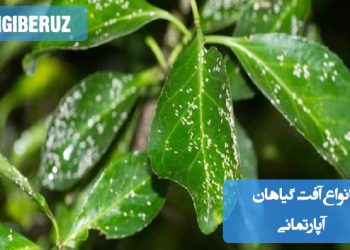 نمای نزدیک از برگهای آسیبدیدهی گیاهان آپارتمانی به علت آفات مختلف مانند شپشک آردآلود، کنههای ریز قرمز، شتهها و مگس سفید در فضای داخلی خانه