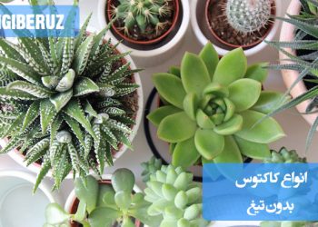 "معرفی انواع کاکتوس بدون تیغ با ظاهری خاص و نگهداری آسان در فضای آپارتمانی."