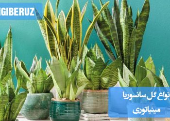 انواع گل سانسوریا مینیاتوری با فرم‌های متنوع برگ، مناسب دکوراسیون داخلی آپارتمان‌ها، مقاوم و کم‌نیاز به نور و آب برای نگهداری آسان در خانه یا محل کار.
