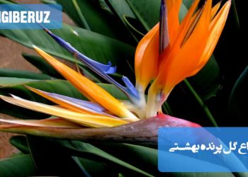"آشنایی با انواع گل پرنده بهشتی با رنگهای زیبا و ویژگیهای نگهداری آسان برای فضای باز و آپارتمان."
