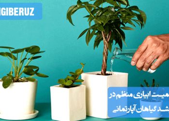 اهمیت آبیاری منظم در رشد گیاهان آپارتمانی، حفظ رطوبت خاک و جلوگیری از مشکلاتی مانند خشکی یا آبیاری زیاد که می‌تواند به سلامت گیاه آسیب بزند.