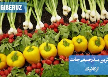 بهترین بذر صیفیجات ارگانیک؛ معرفی انواع بذرهای طبیعی با کیفیت برای کشت سالم و بدون سموم در باغچه و گلخانه