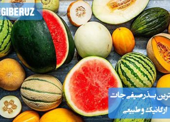 بهترین بذر صیفیجات ارگانیک و طبیعی برای کشت سالم و بدون مواد شیمیایی، شامل گوجه، خیار، فلفل و دیگر سبزیجات.