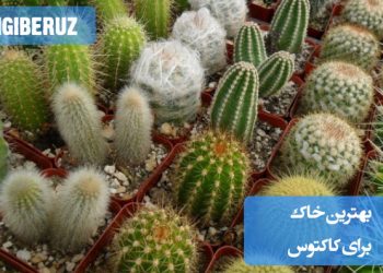 بهترین خاک برای کاکتوس در مراقبتهای خانگی