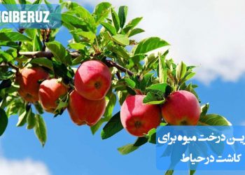 درختان میوه مانند درخت سیب، گلابی، آلبالو و زردآلو در حیاط خانگی، در حال رشد و شکوفه دادن؛ نمایش درختان مقاوم با میوه‌های خوشمزه و فضای مناسب برای کاشت در حیاط‌های کوچک و بزرگ.