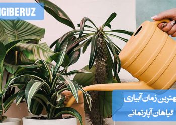 "بهترین زمان آبیاری گیاهان آپارتمانی: صبح زود یا غروب، زمانی که دمای هوا پایین‌تر است"