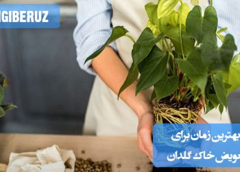 "بهترین زمان برای تعویض خاک گلدان: هر ۱۲ تا ۱۸ ماه یا زمانی که خاک فشرده و تهویه نامناسب دارد"