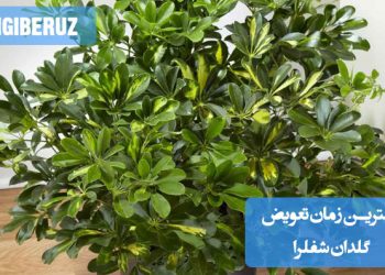 زمان مناسب برای تعویض گلدان شفلرا و نکات مراقبتی