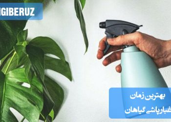 غبار پاشی گیاهان در ساعات صبح برای جلوگیری از خشکی برگها