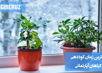 تصویری از کوددهی گیاه آپارتمانی در فصل رشد با نمایش گلدان‌های سبز و شاداب، مناسب برای توضیح بهترین زمان و نحوه صحیح کوددهی گیاهان داخل منزل