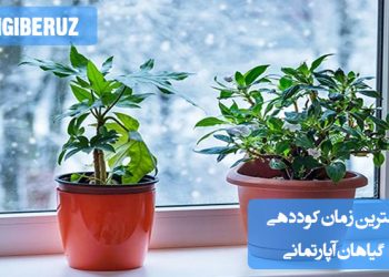 "بهترین زمان کوددهی گیاهان آپارتمانی: بهار و تابستان، زمانی که گیاه در حال رشد فعال است."