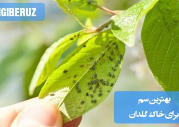 نمایی از استفاده از سم مخصوص گیاهان آپارتمانی برای ضدعفونی خاک گلدان، مناسب برای از بین بردن آفات، قارچ و تخم حشرات در محیط آپارتمانی