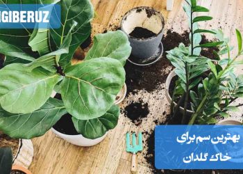"بهترین سم برای خاک گلدان: استفاده از سموم قارچکش و حشرهکش مناسب برای کنترل آفات و بیماریها"