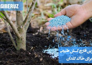 روشهای استفاده از قارچ کشهای طبیعی برای گیاهان آپارتمانی