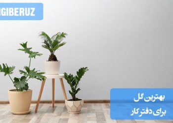 گل‌های مناسب برای دفتر کار که با زیبایی و هوای تازه‌ای که ایجاد می‌کنند، محیط کاری را شاداب و آرامش‌بخش می‌سازند