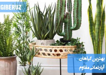 لیستی از بهترین گیاهان آپارتمانی مقاوم که به کمترین مراقبت نیاز دارند و میتوانند در شرایط نور کم، آبیاری نادرست و دماهای مختلف به خوبی رشد کنند، مناسب برای فضاهای داخلی خانه