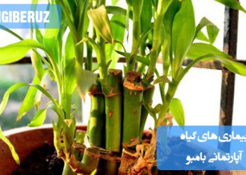 "بیماری‌های رایج گیاه بامبو شامل زردی برگ‌ها، پوسیدگی ریشه و قارچ‌های مضر برای رشد سالم گیاه."