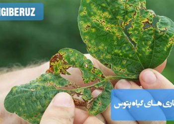 نمایش علائم بیماری‌های گیاه پتوس مانند زرد شدن برگ‌ها و قارچ‌ها، همراه با روش‌های درمانی مناسب برای گیاه.