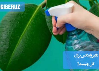 تأثیر وایتکس برای گل‌ها شامل استفاده صحیح برای ضدعفونی کردن خاک و گلدان، اما باید با دقت و در مقدار کم استفاده شود تا به گیاه آسیب نرساند.