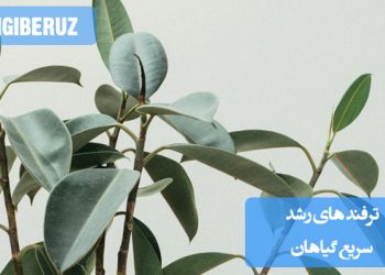 روشهای ساده و کاربردی برای تسریع رشد گیاهان
