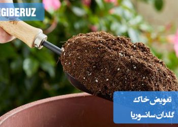 "تعویض خاک گلدان سانسوریا: انتخاب خاک سبک و زهکشیشده، انجام تعویض هر ۱ تا ۲ سال یکبار"